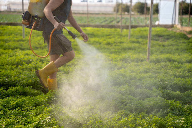 Best Ant Control Services  in Lihue, HI