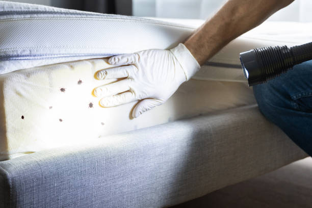 Best Best Pest Control Companies  in Lihue, HI